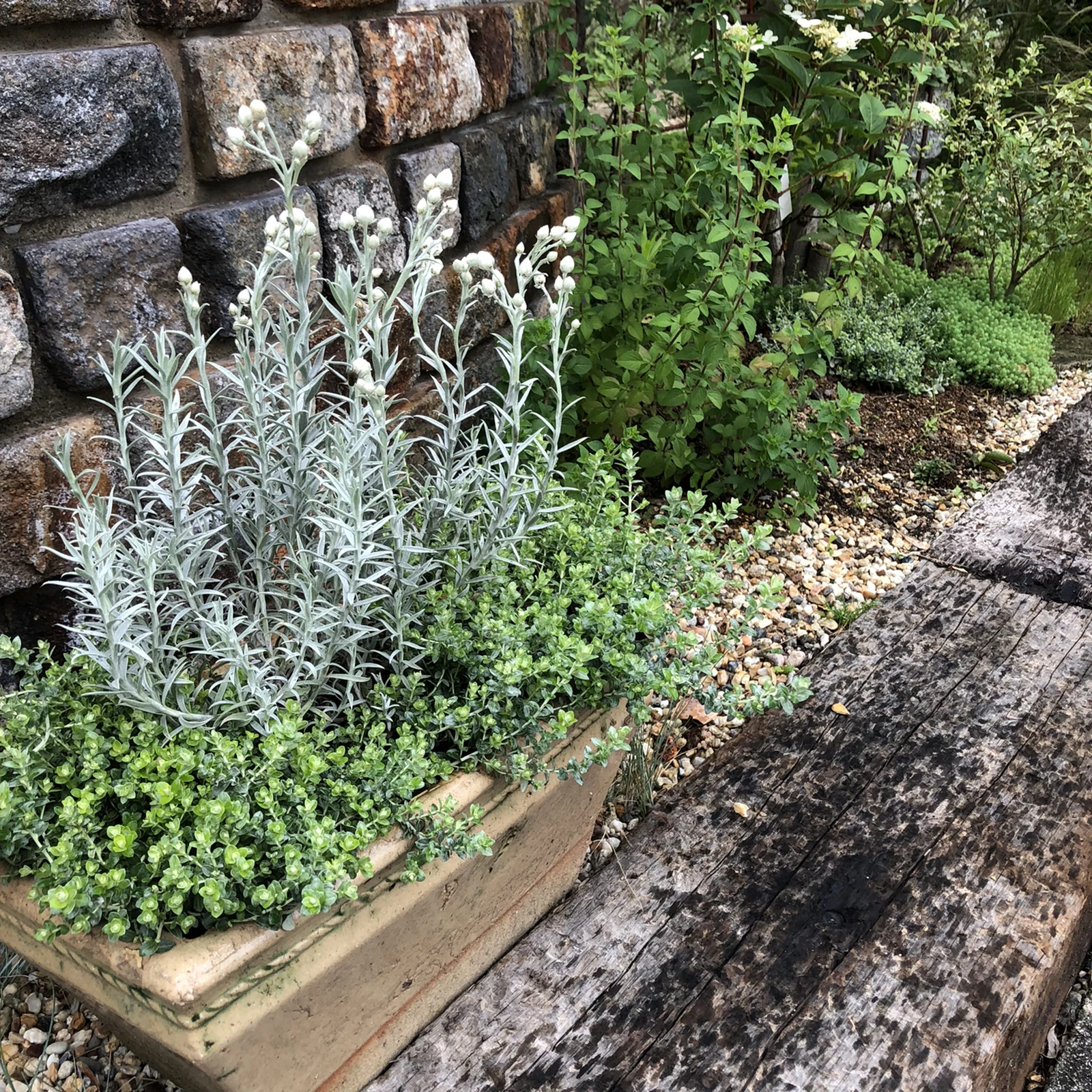 寄せ植えにピッタリ ヘリクリサムライムミニ M Gardenが投稿したフォトブック Lemon8 寄せ植えにピッタリ ヘリクリサムライムミニ M Gardenが投稿したフォトブック Lemon8