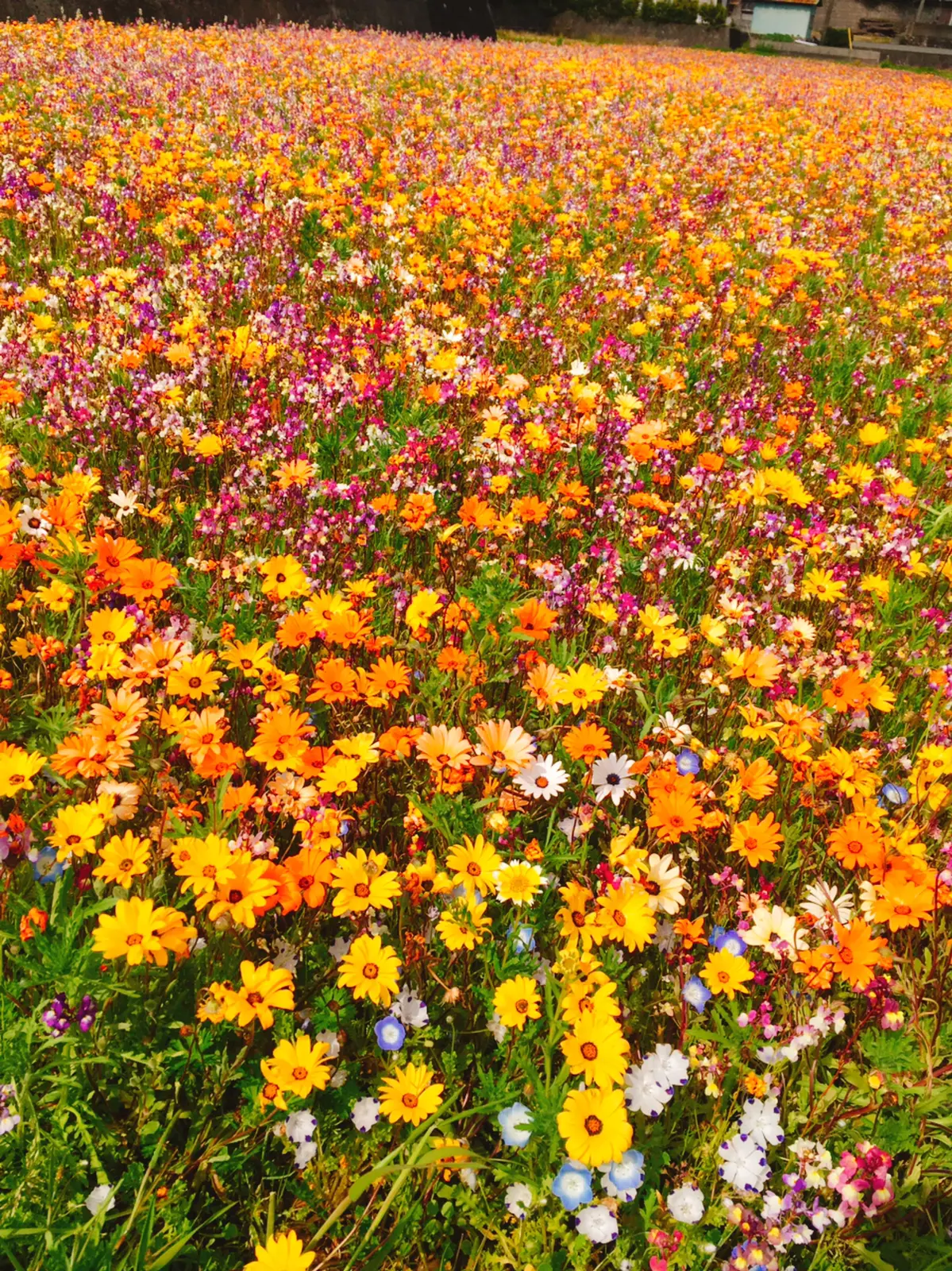 3 田んぼを使った花畑 Nr0222が投稿したフォトブック Lemon8