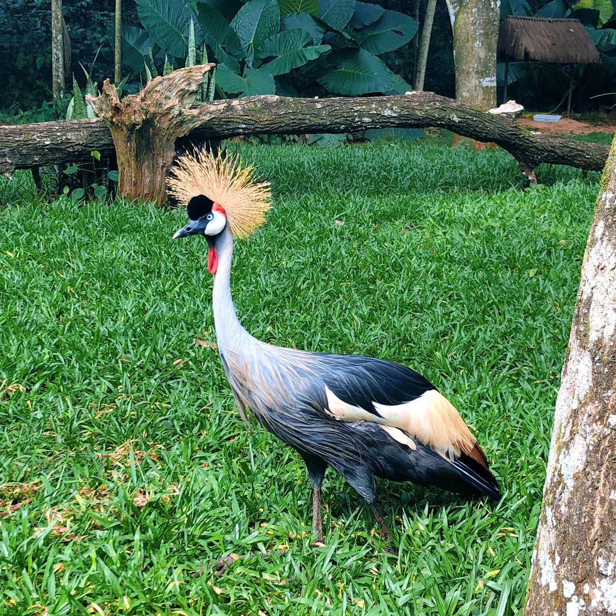 イグアスの滝 カラフルな鳥が大集合 南米最大のバードパーク Viagem S321が投稿した記事 Sharee