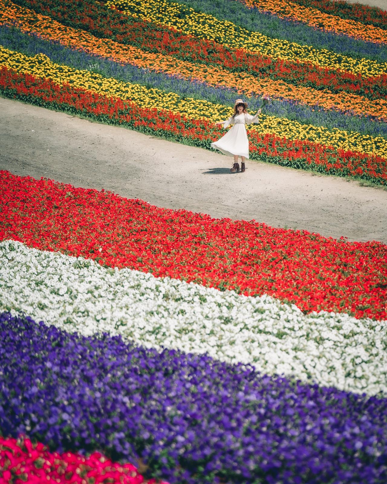 花畑のグラデーション 四季彩の丘 Mizukimemorypicが投稿したフォトブック Lemon8