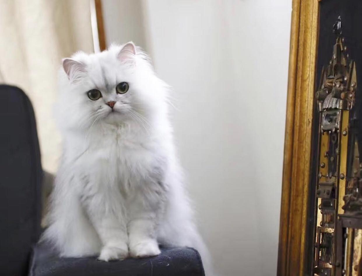 色んな顔を持つニャン Mei Ducoteが投稿したフォトブック Lemon8