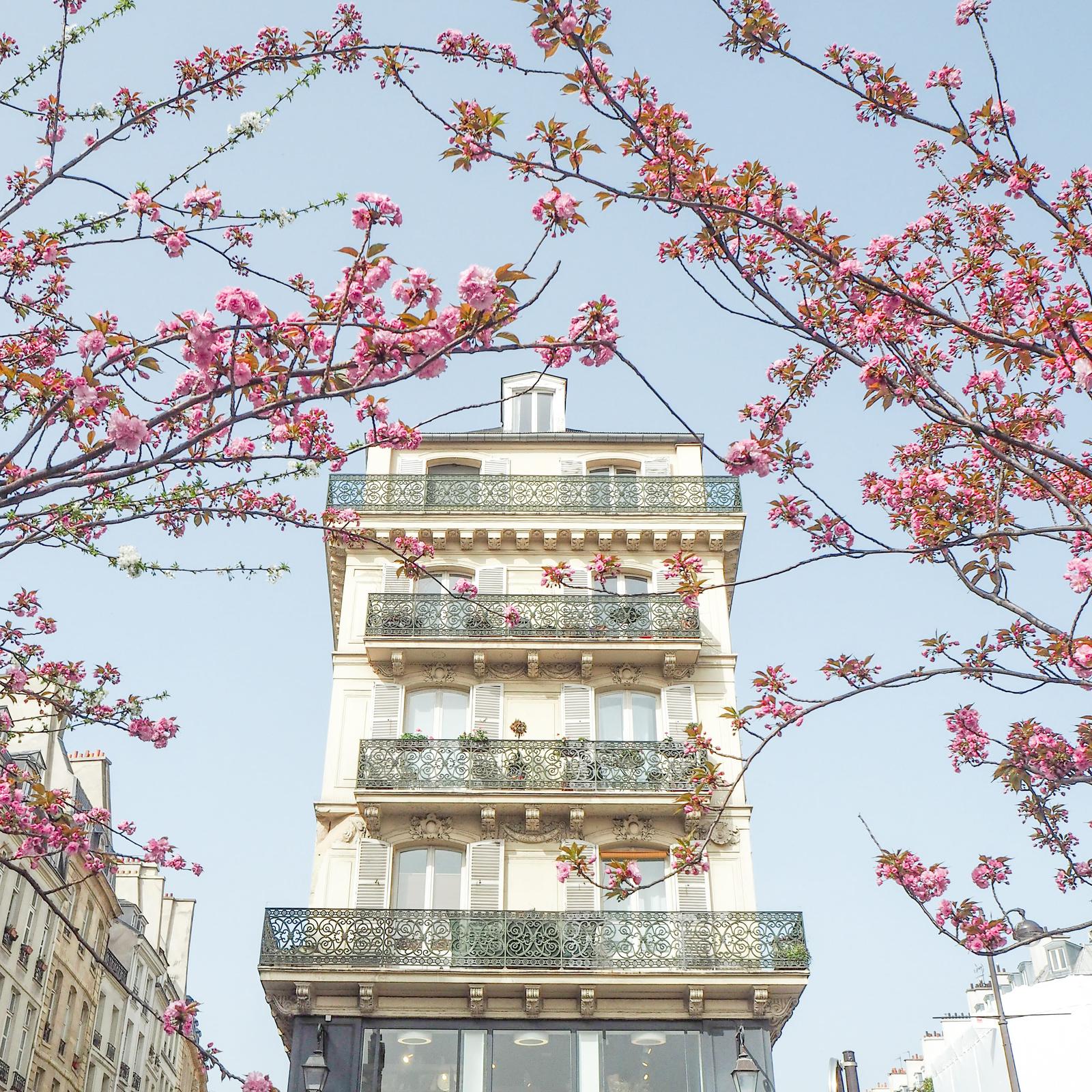 パリの桜 アパルトマンの素敵な景色 Fumixparisが投稿したフォトブック Sharee