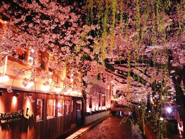 京都の桜も美しい