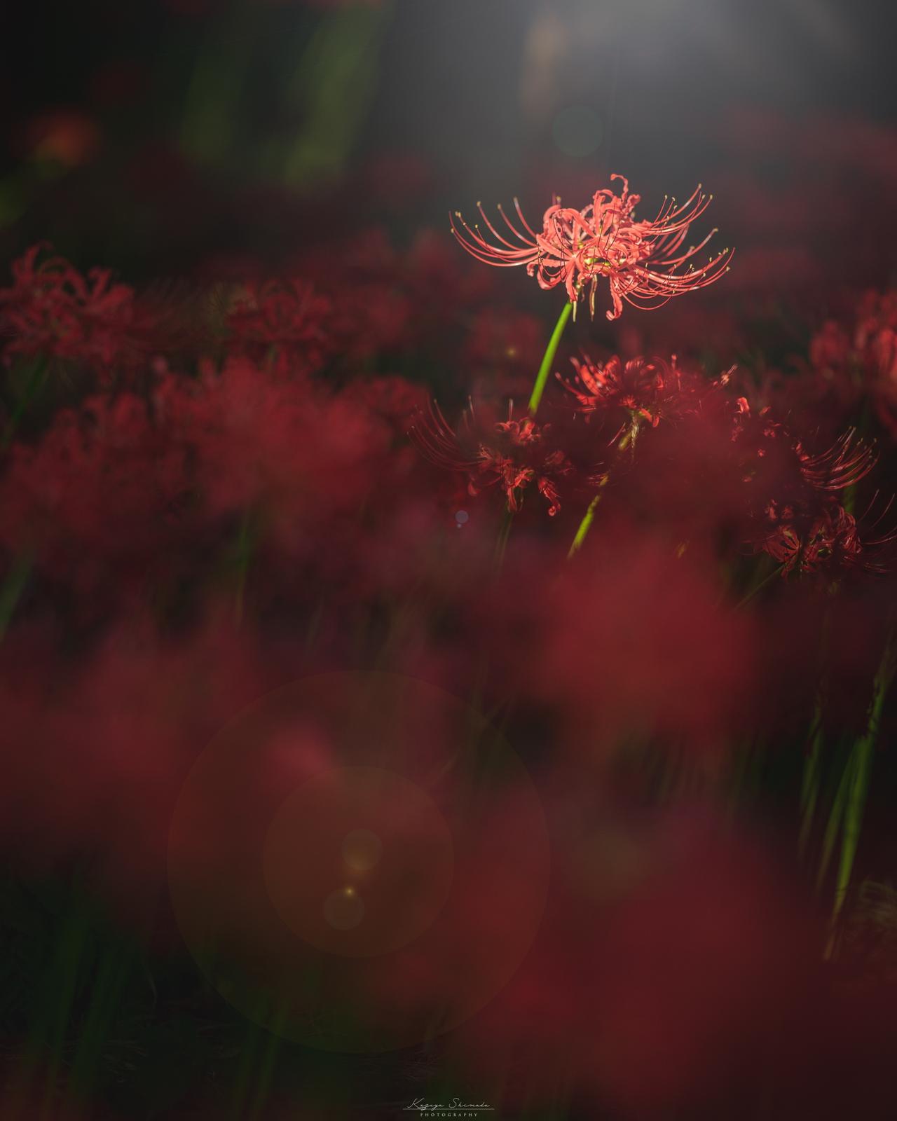 異世界感 まさに真っ赤な絨毯 埼玉の彼岸花畑が凄いことに Kazu Photosが投稿したフォトブック Lemon8