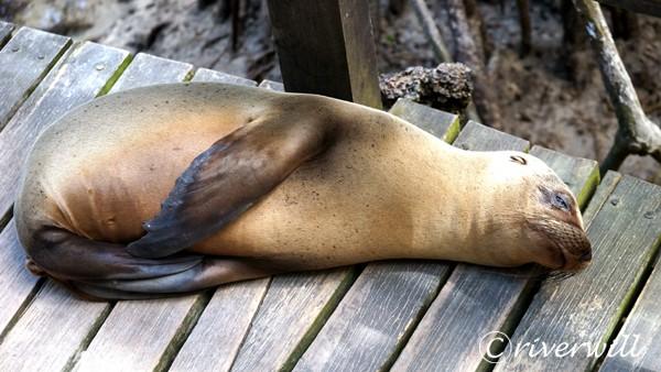 旅先でであったゆかいな動物たち ガラパゴス諸島のアザラシ赤ちゃん 絶景大陸が投稿した記事 Sharee