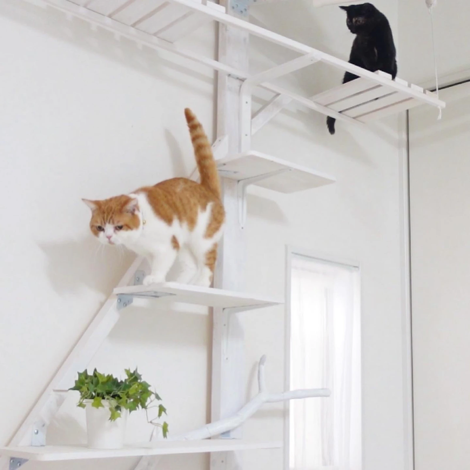 キャットタワーに登る猫がかわいい Pikeチャンネルが投稿したフォトブック Lemon8