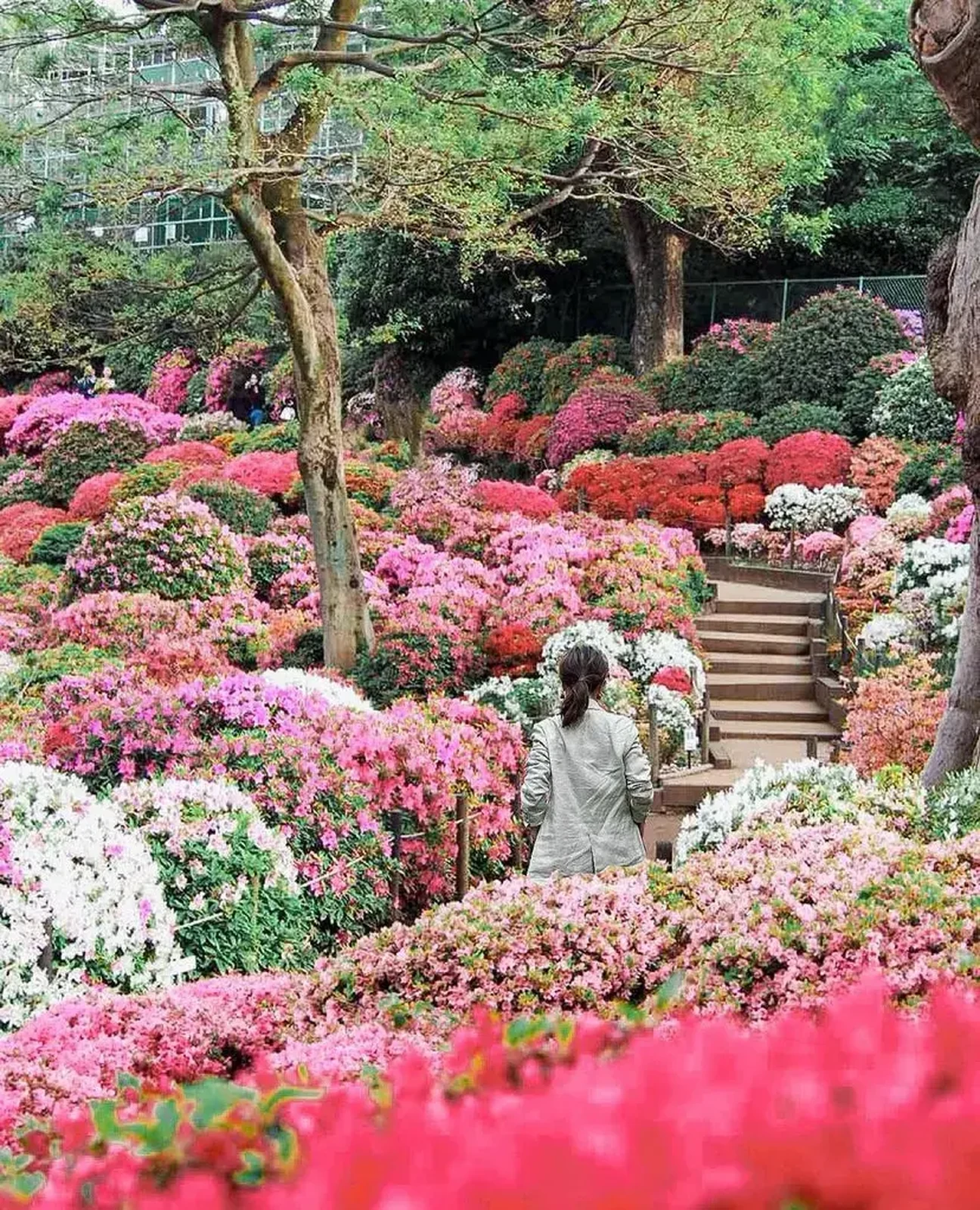 東京 絶景 一面ピンクの花畑 みゅう 旅プランが投稿したフォトブック Lemon8