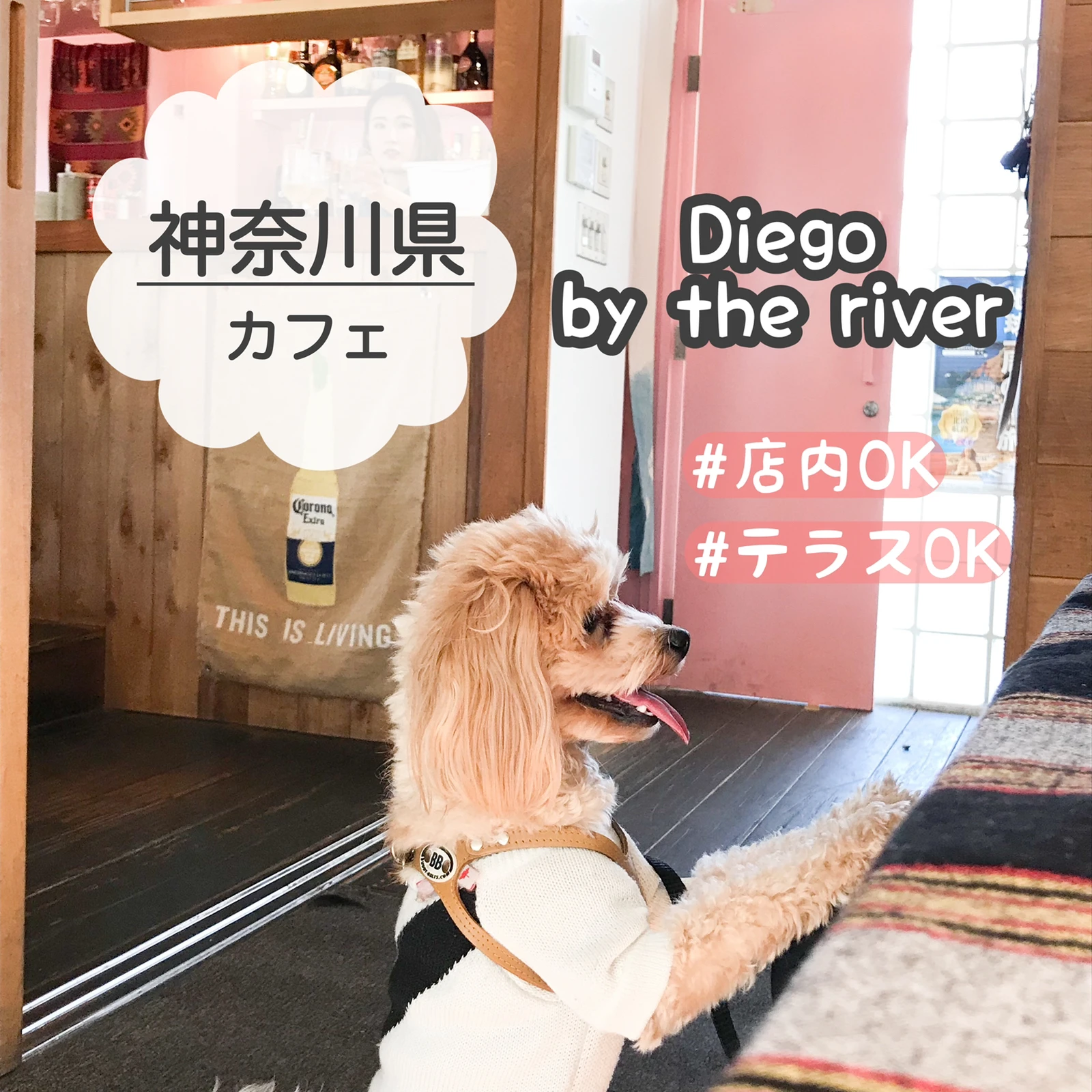神奈川県 藤沢市 実は店内もわんこok 江の島リバーサイドのお洒落カフェ マルプーまっしゅが投稿したフォトブック Lemon8