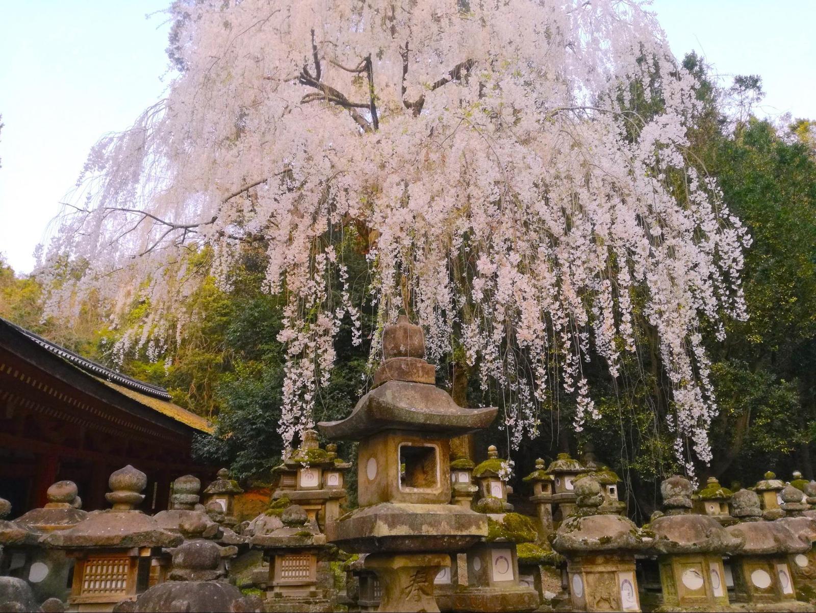 関西から日帰りで楽しめる観光地 奈良公園周辺の桜を満喫プランを トラエモンが投稿した記事 Sharee