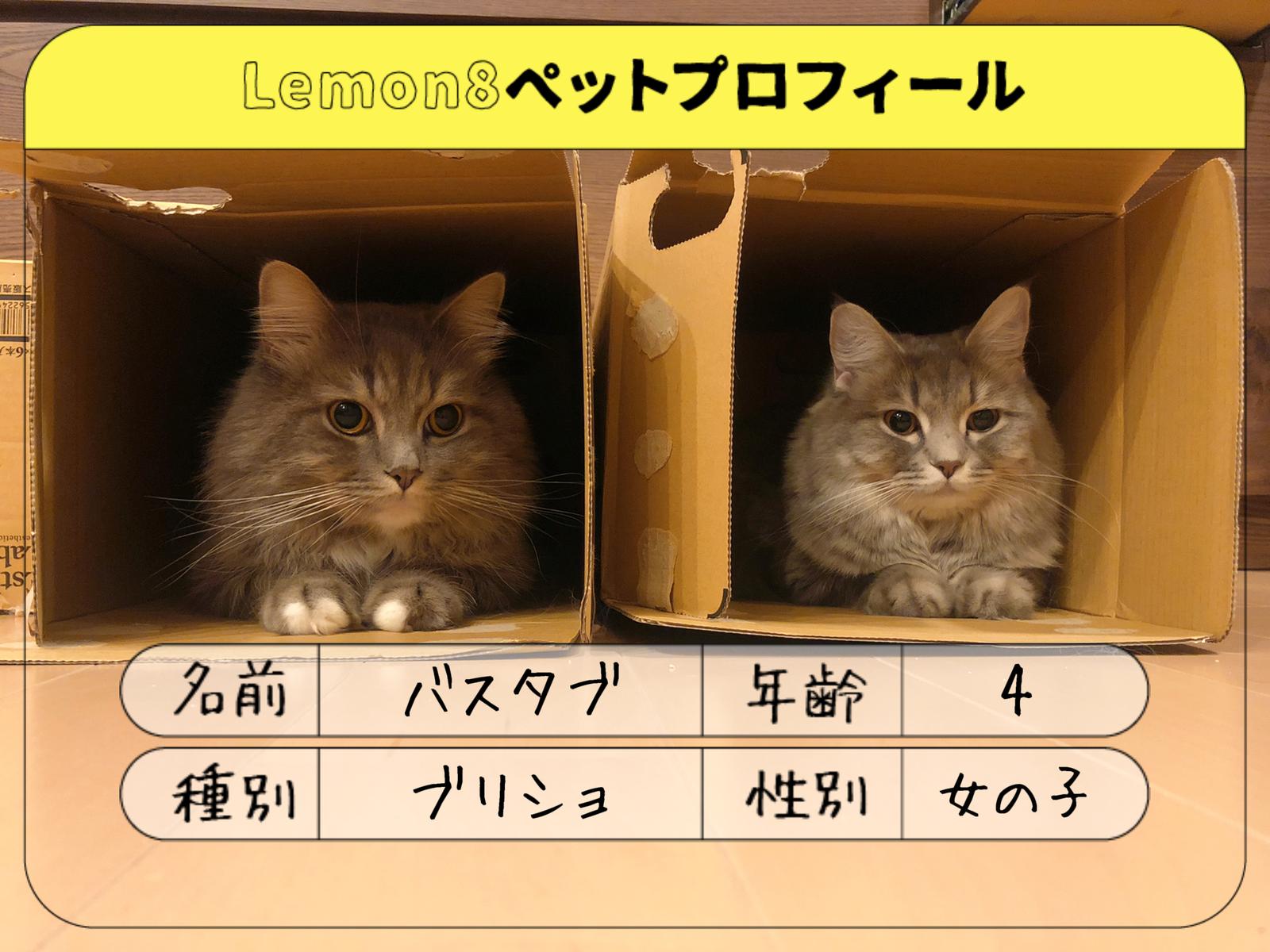 可愛い猫ちゃんにいかがですか Haru Shinsaku No 猫 Wsimarketingedge Com