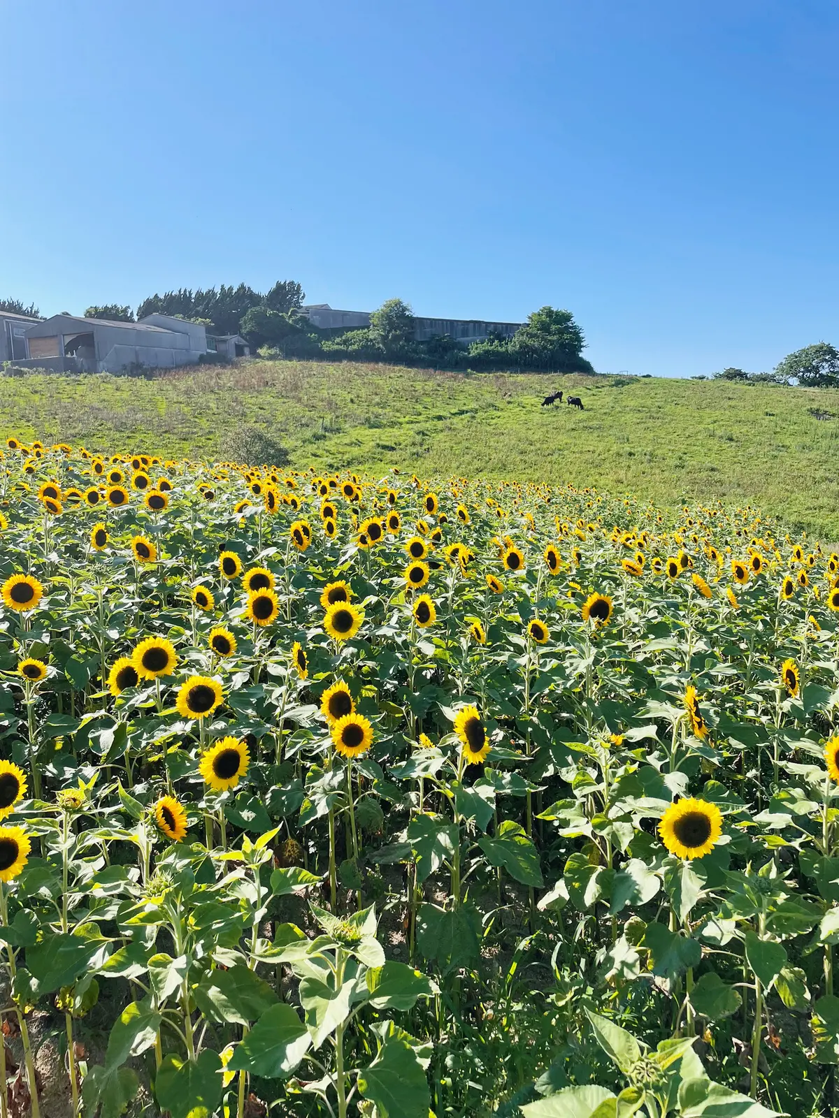 兵庫県 淡路島 あわじ花さじきのひまわり Aigram 57が投稿したフォトブック Lemon8