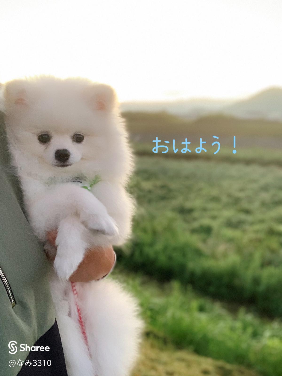 にっこり ほっこり ぽっかりスマイル なみ3310が投稿したフォトブック Sharee