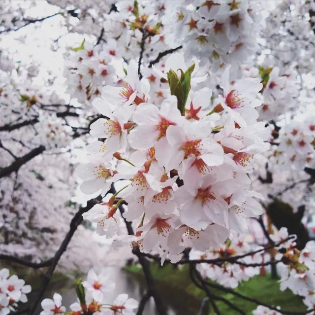 青森県弘前 春が待ち遠しい 冬に咲くさくらライトアップ 弘前城 Jptravelerspicが投稿したフォトブック Lemon8