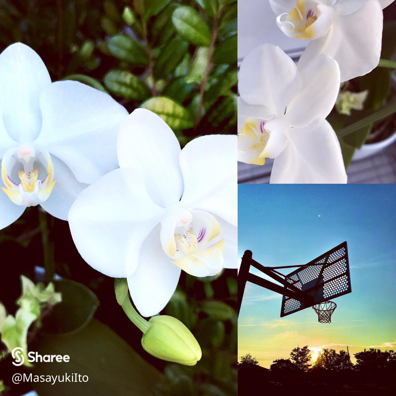 コチヨウラン復活しました お客様から頂いた 胡蝶蘭 一度 Masayukiitoが投稿したフォトブック Sharee