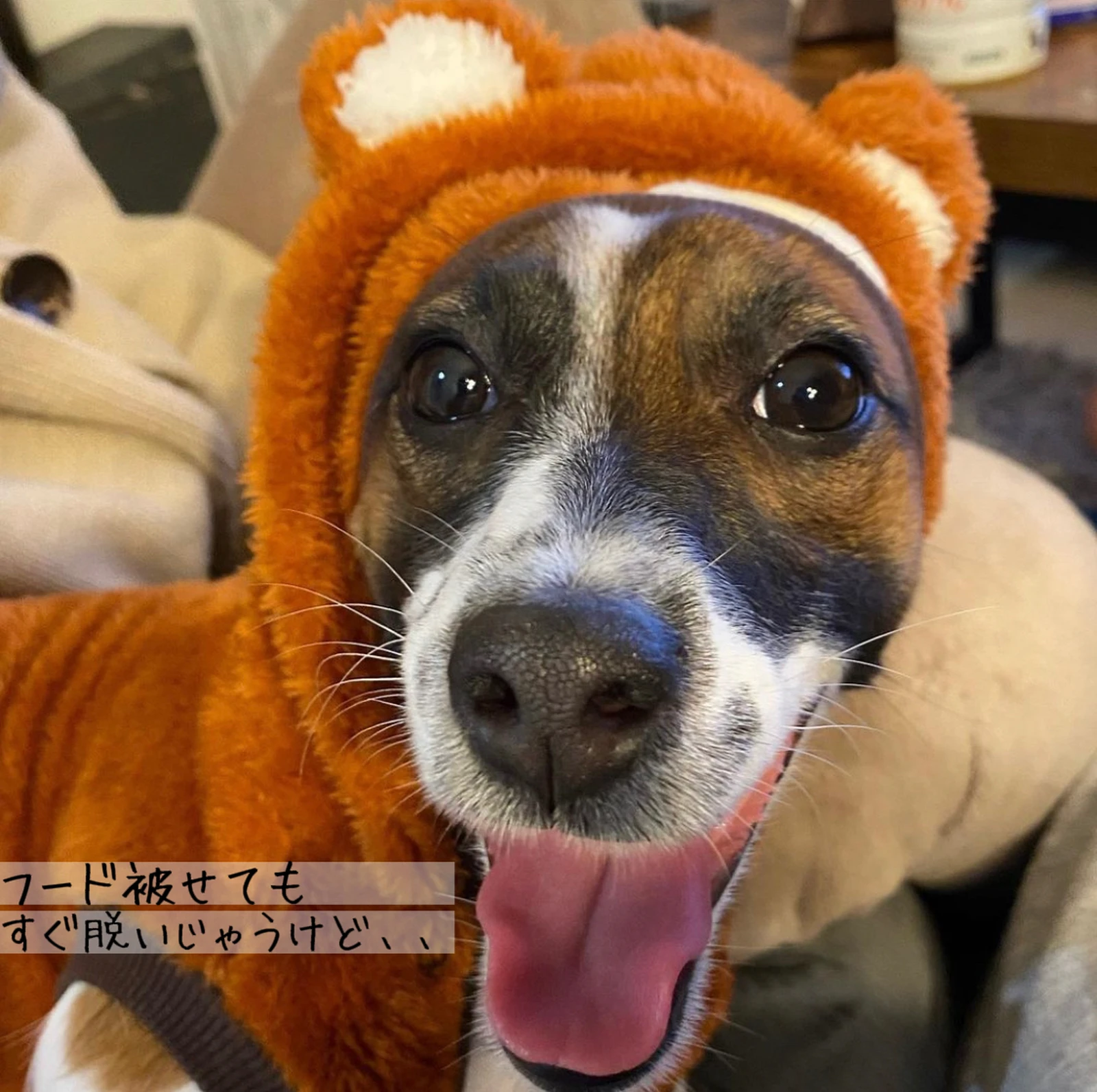 どうも ぴちぴちの服着た犬です Karin が投稿したフォトブック Lemon8 どうも ぴちぴちの服着た犬です Karin が投稿したフォトブック Lemon8