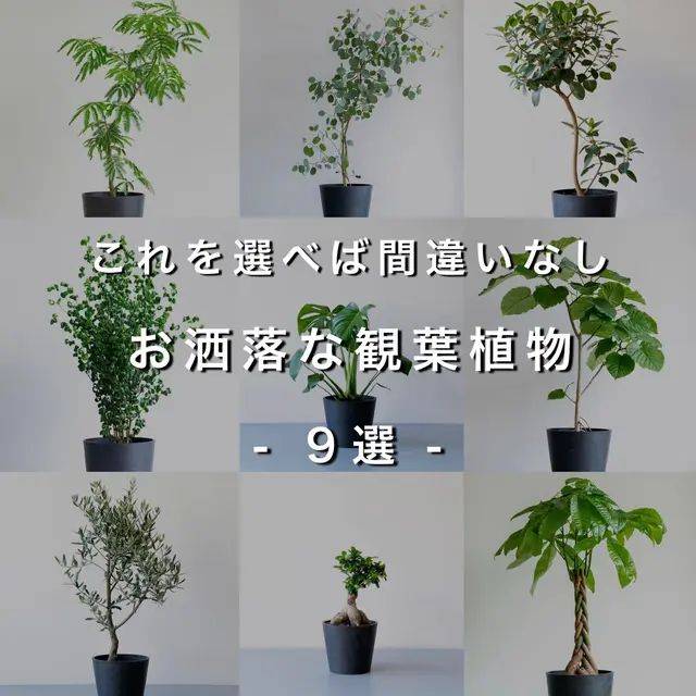 観葉植物 ライトアップ Lemon8 観葉植物 ライトアップ Lemon8