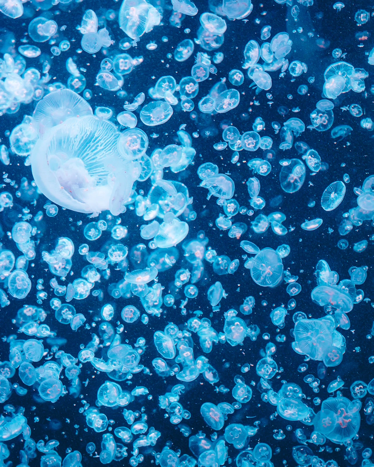 山形 世界一のクラゲ水族館 Ayanceが投稿したフォトブック Lemon8