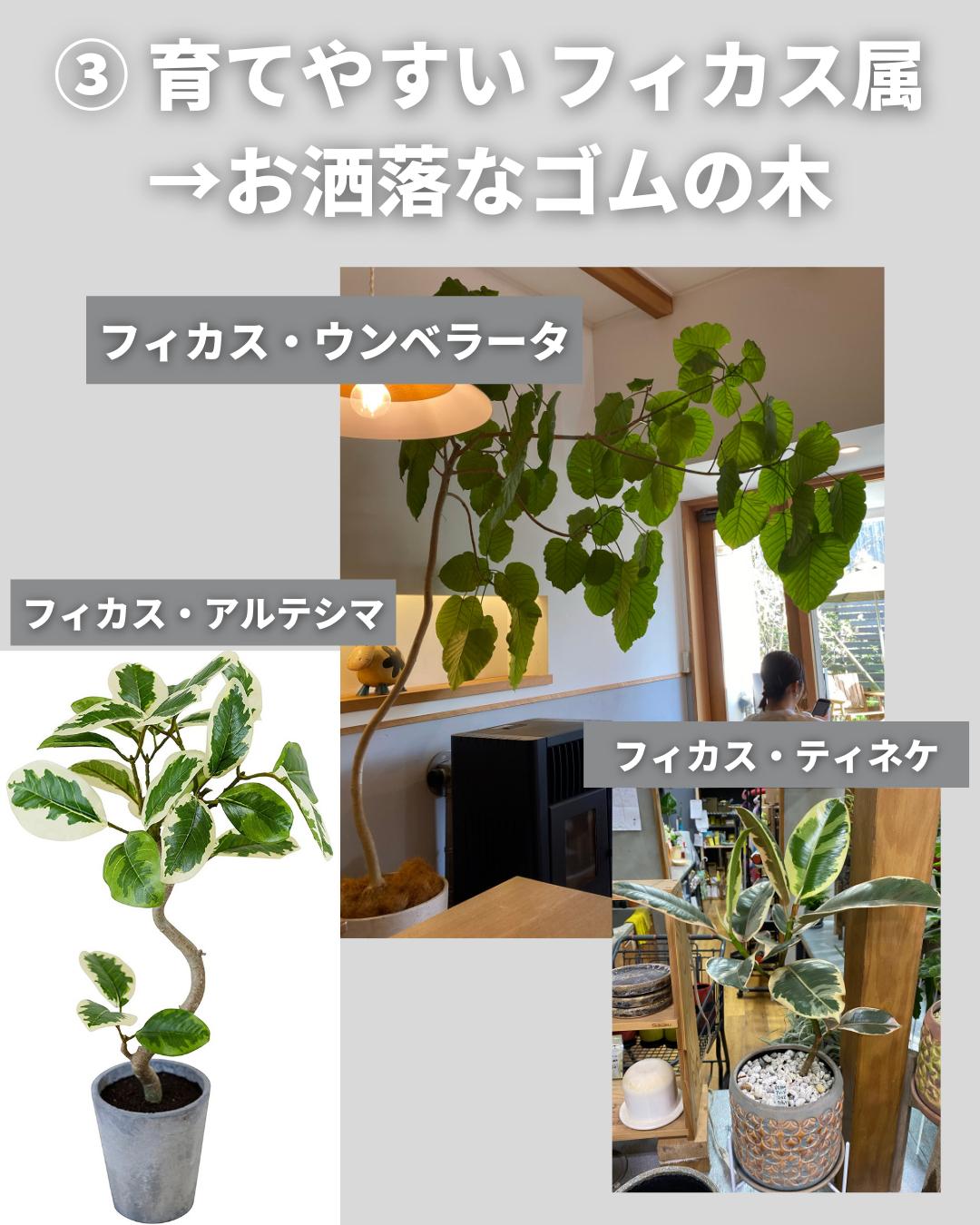 初心者が育てやすい観葉植物ランキング Shiro Muji が投稿したフォトブック Lemon8