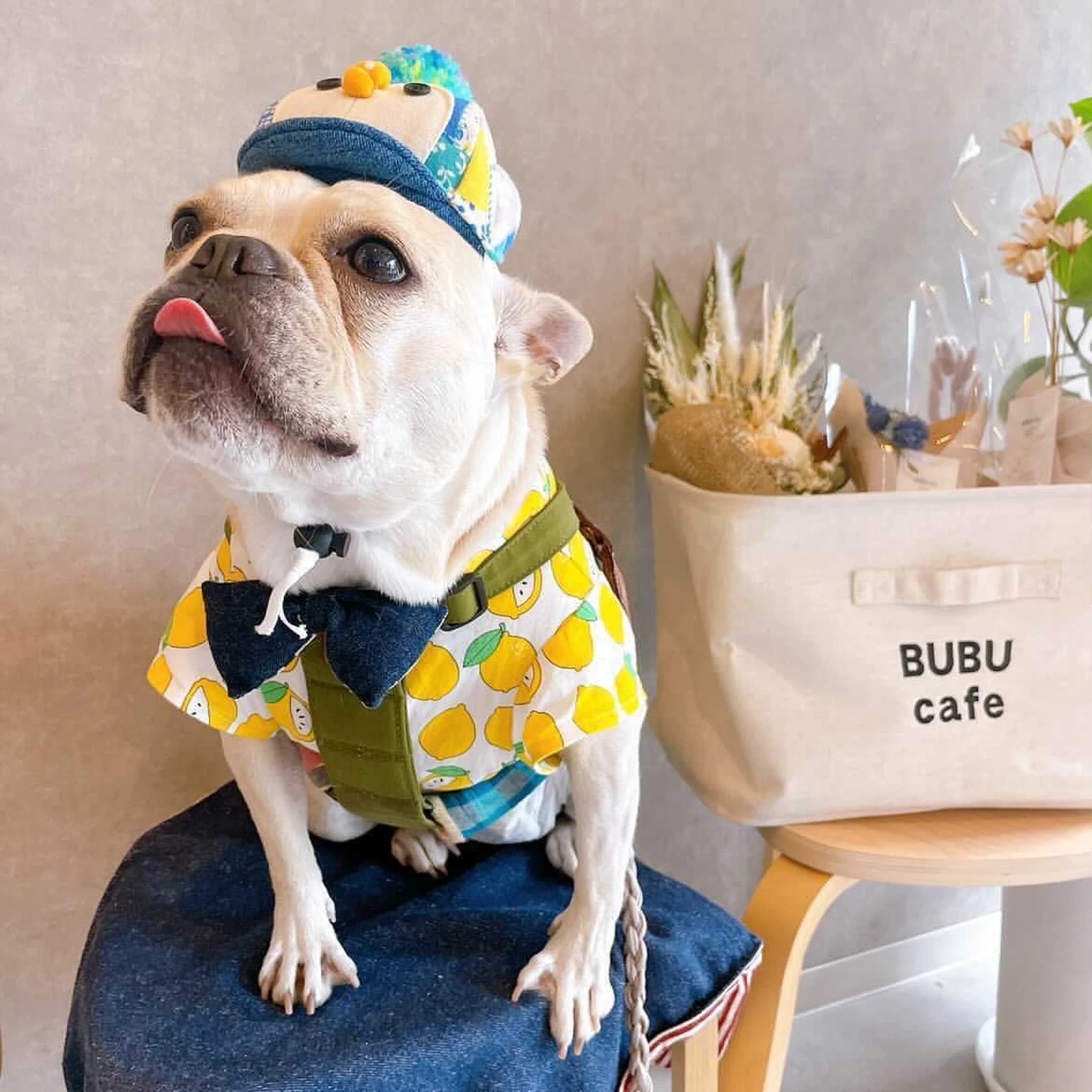 ペットとおしゃれカフェ 三重県四日市市 東海ペット わんことお出かけが投稿したフォトブック Lemon8