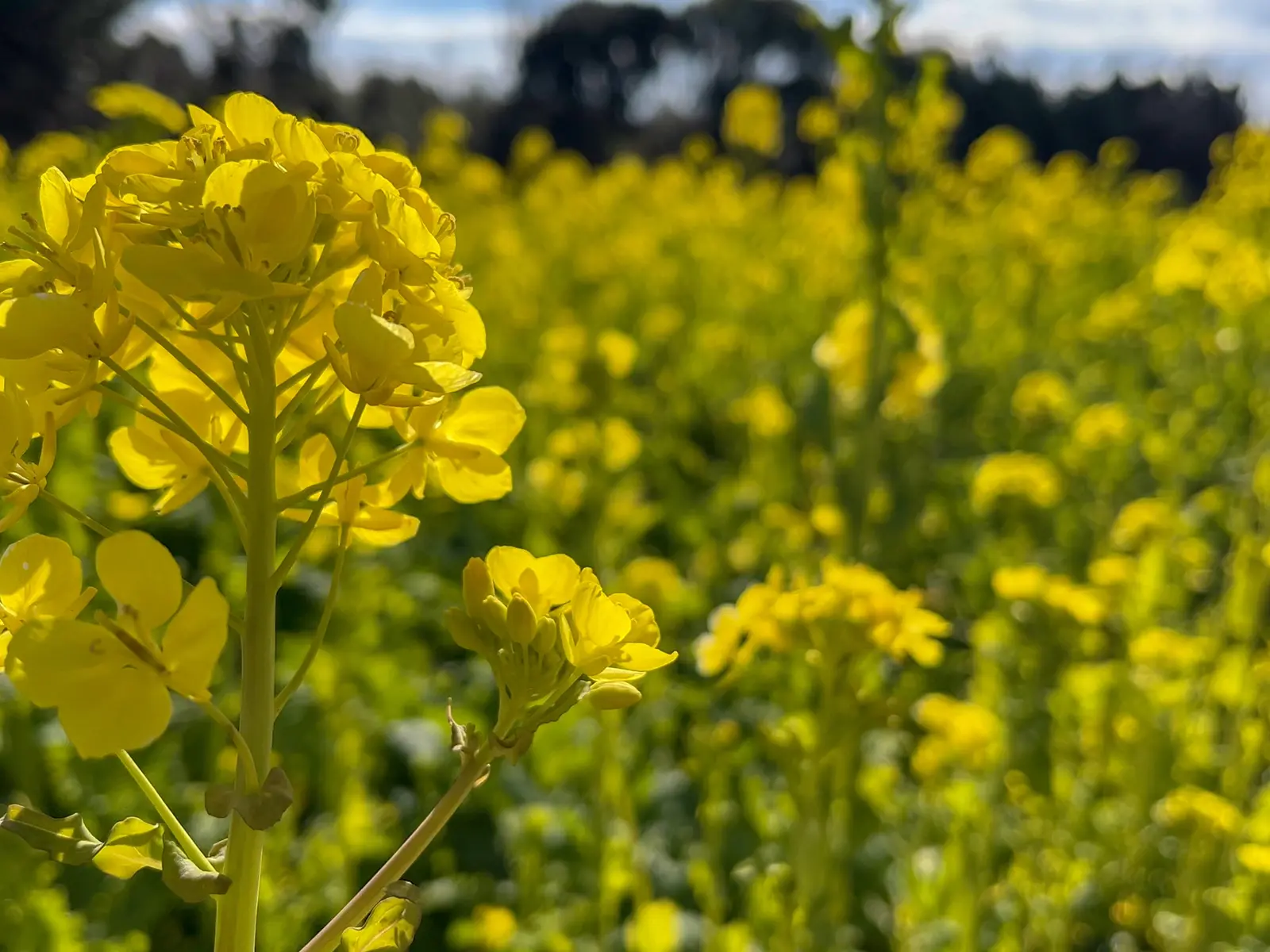 愛知県 1月なのに一面黄色の花畑がある場所 Monalienが投稿したフォトブック Lemon8