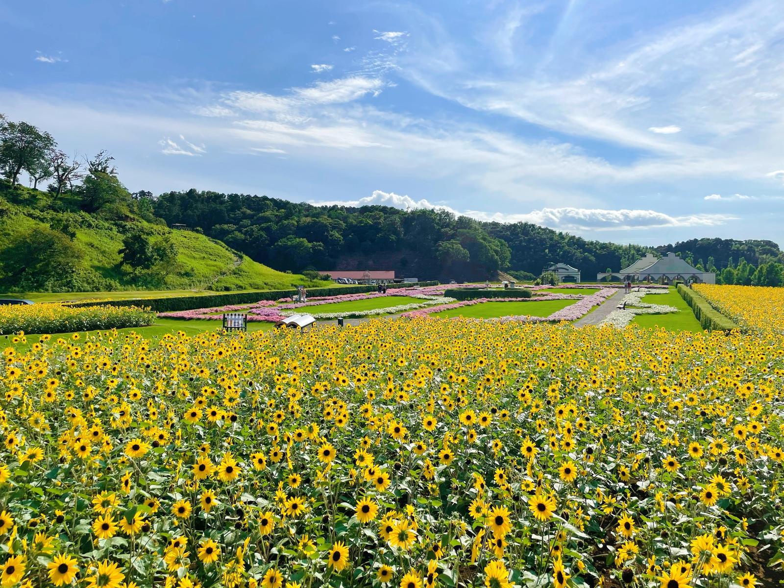 東京ドイツ村 圧巻のひまわり畑 Nachan Tripが投稿したフォトブック Lemon8