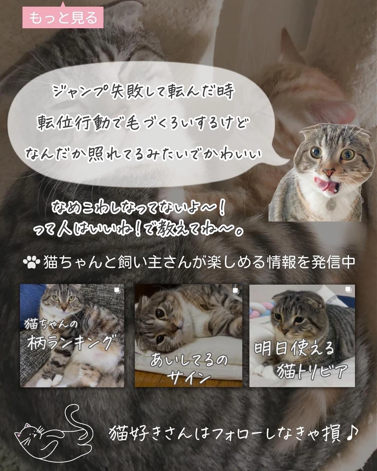 猫ちゃんの なめこわし ねこぞー 猫のお役立ち情報が投稿したフォトブック Lemon8