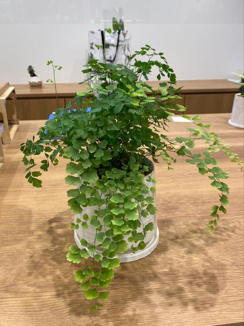 観葉植物に関する最新投稿と人気の投稿 Sharee