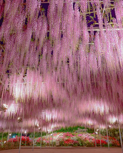 『栃木県 🍇幻想的な藤の花が咲き誇る、お花のテーマパーク』