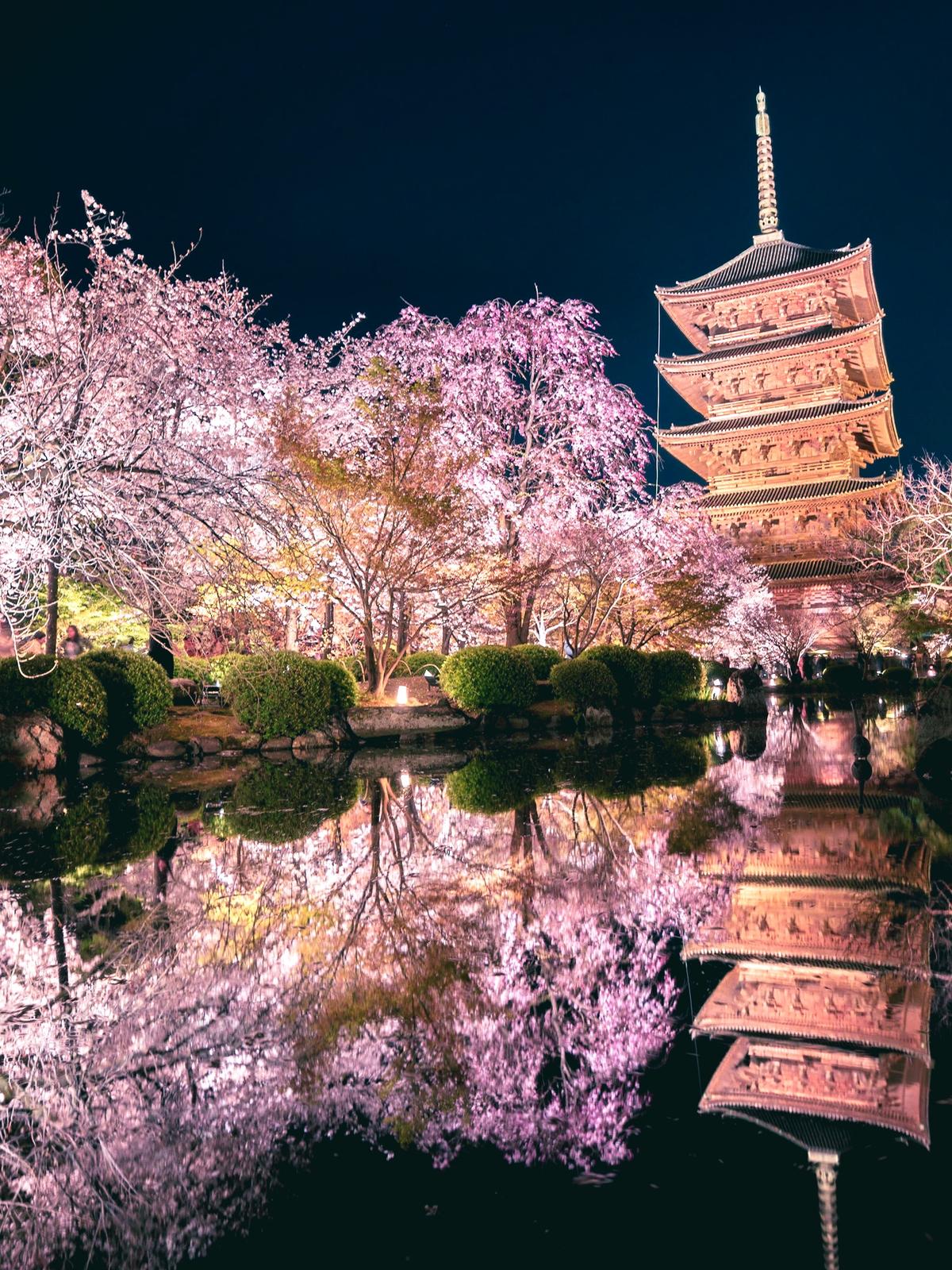 見なきゃ損 22年行きたい京都の桜スポット紹介 Vol 2 Shisonydayoが投稿したフォトブック Lemon8