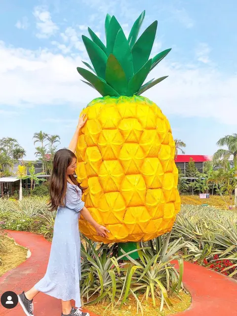 【沖縄】雨でも楽しめるパイナップルの楽園《ナゴパイナップルパーク》の画像