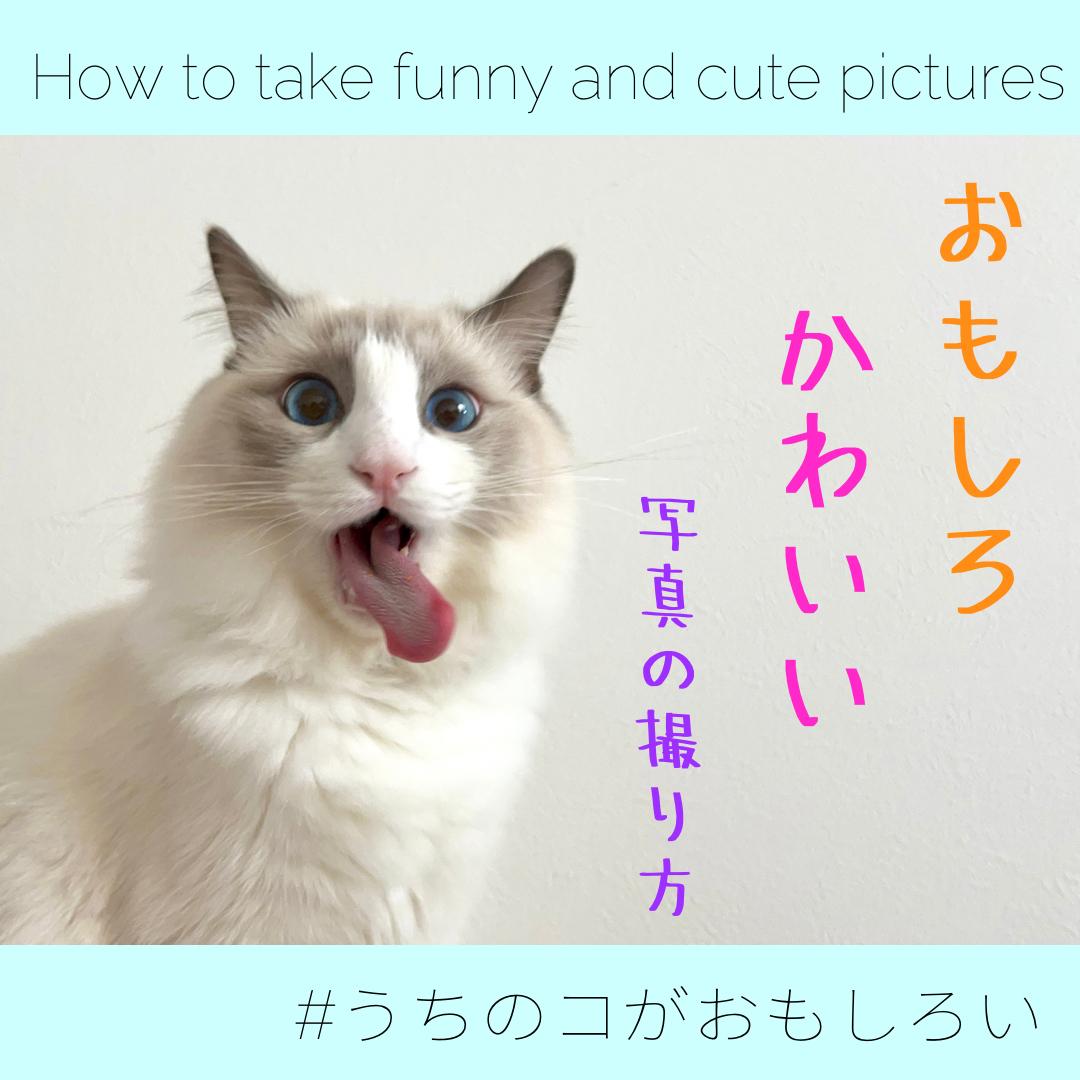 Iphoneでも簡単 愛猫 愛犬のおもしろかわいい写真の撮り方 犬猫と暮らす のえるパルフェが投稿したフォトブック Lemon8