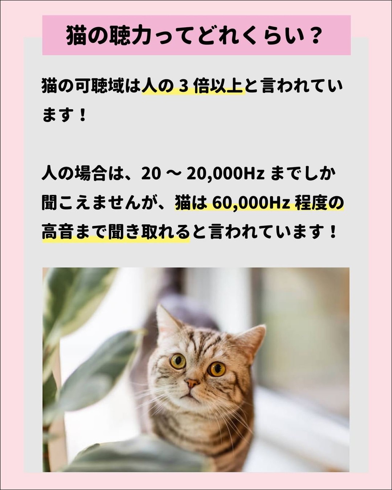 Lemon8 Story 猫が反応する音