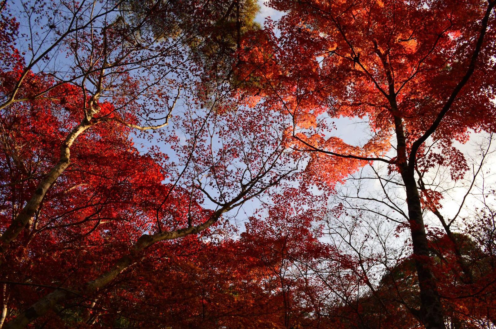 秋の有馬温泉で紅葉を楽しもう Kihimotoが投稿したフォトブック Sharee