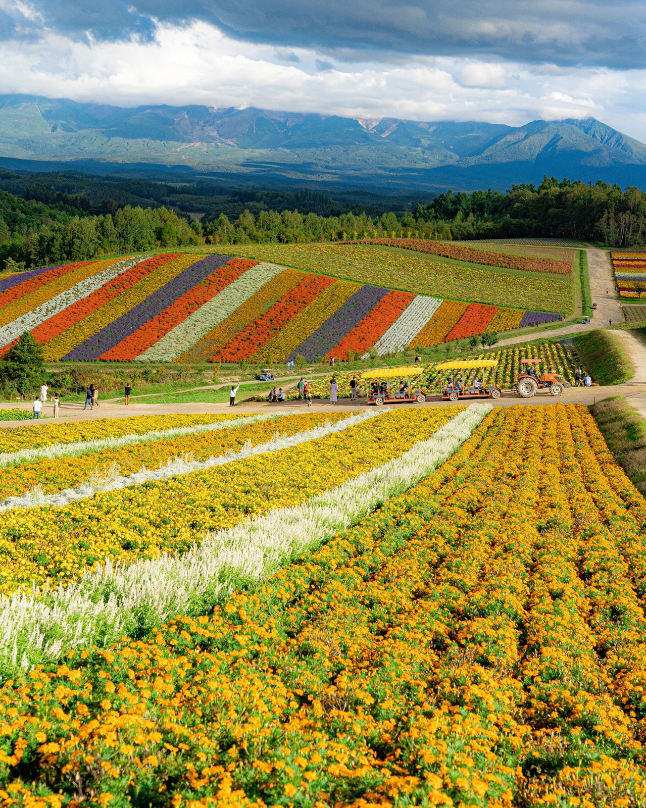 花の絨毯 北海道 Umestagramが投稿したフォトブック Lemon8