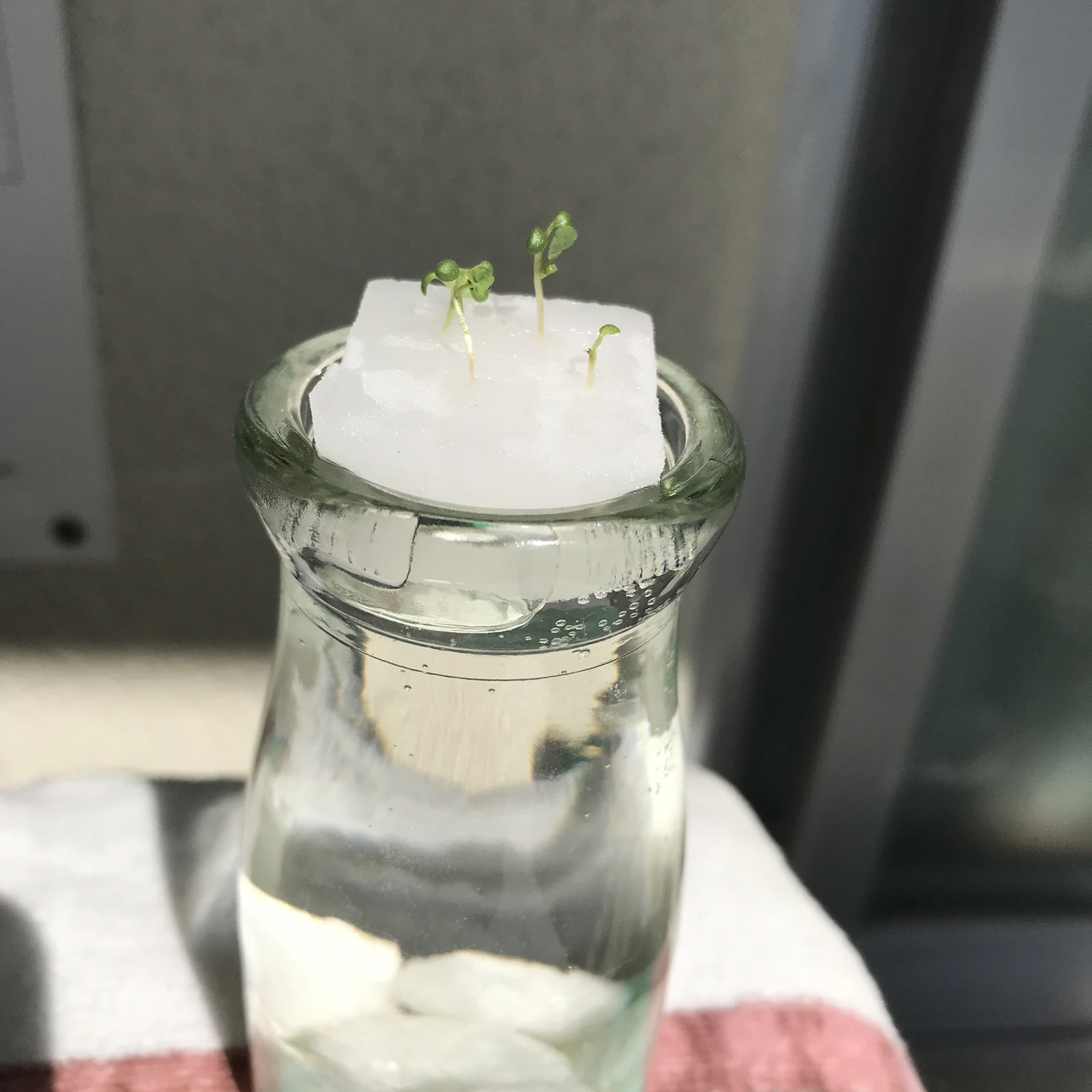 ドライフラワー シロツメクサ Lemon8