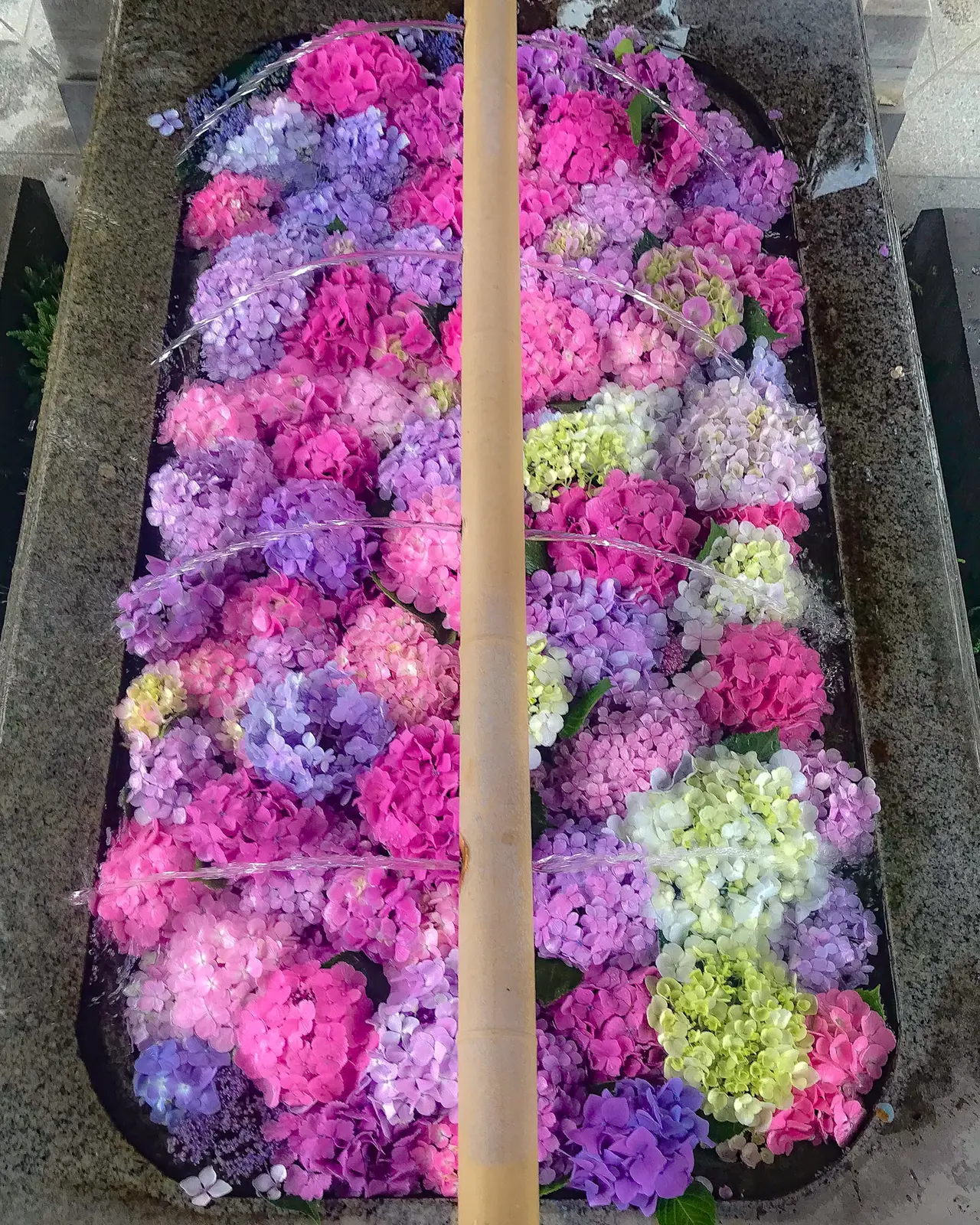 滋賀県 長浜八幡宮の紫陽花の花手水 Jptravelerspicが投稿したフォトブック Lemon8