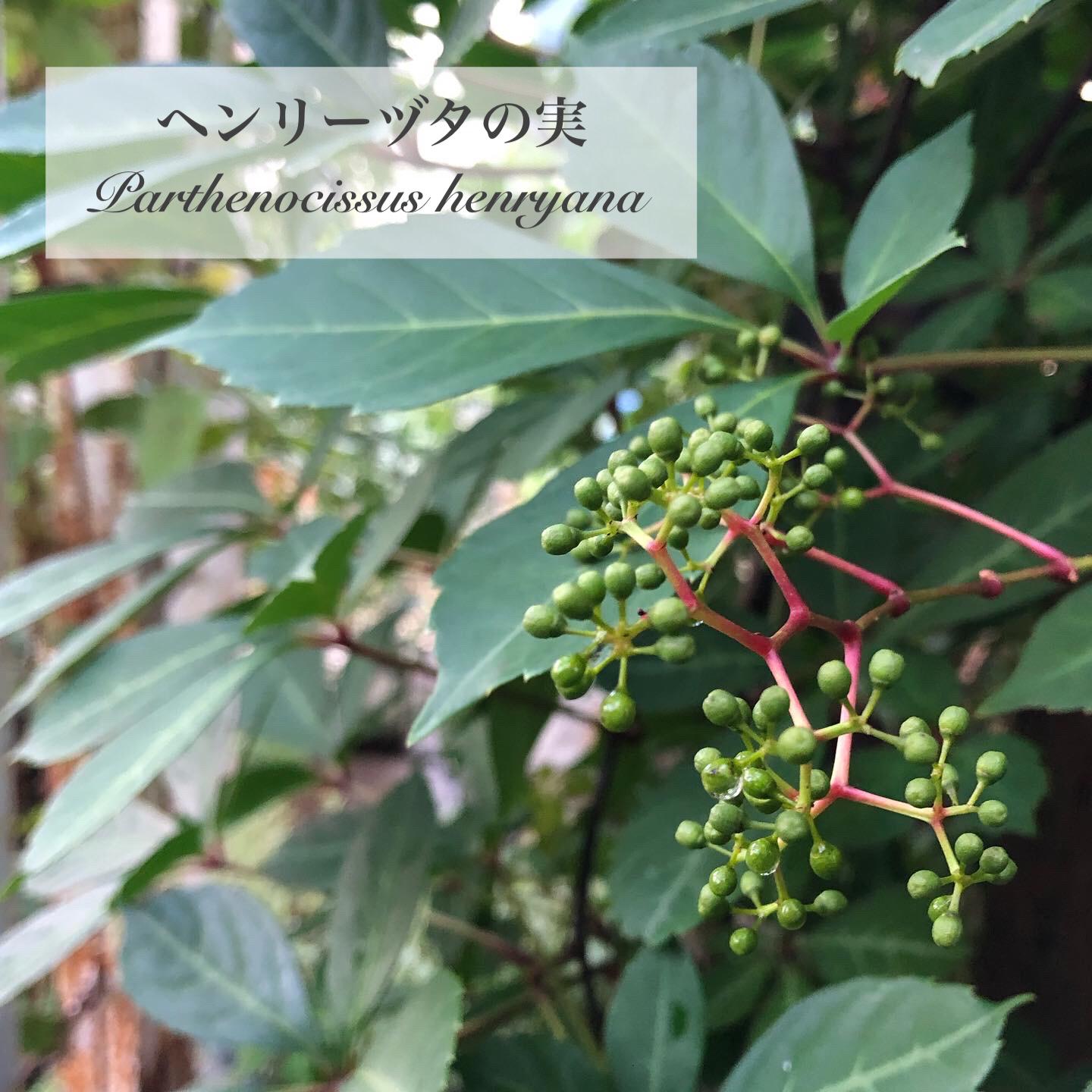 葉脈が美しい ヘンリーヅタ の実 M Gardenが投稿したフォトブック Lemon8