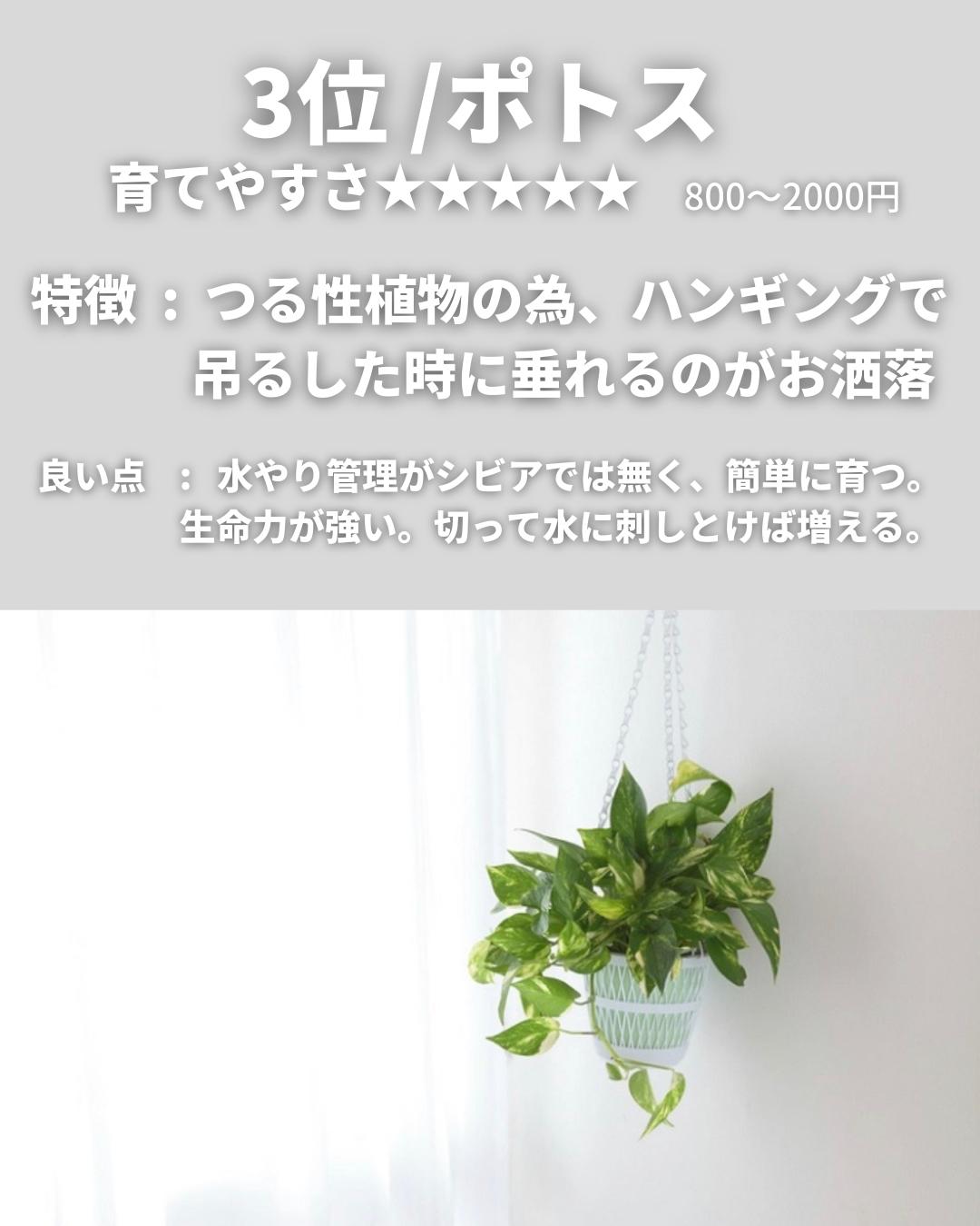 初心者が育てやすい観葉植物ランキング Shiro Muji が投稿したフォトブック Lemon8