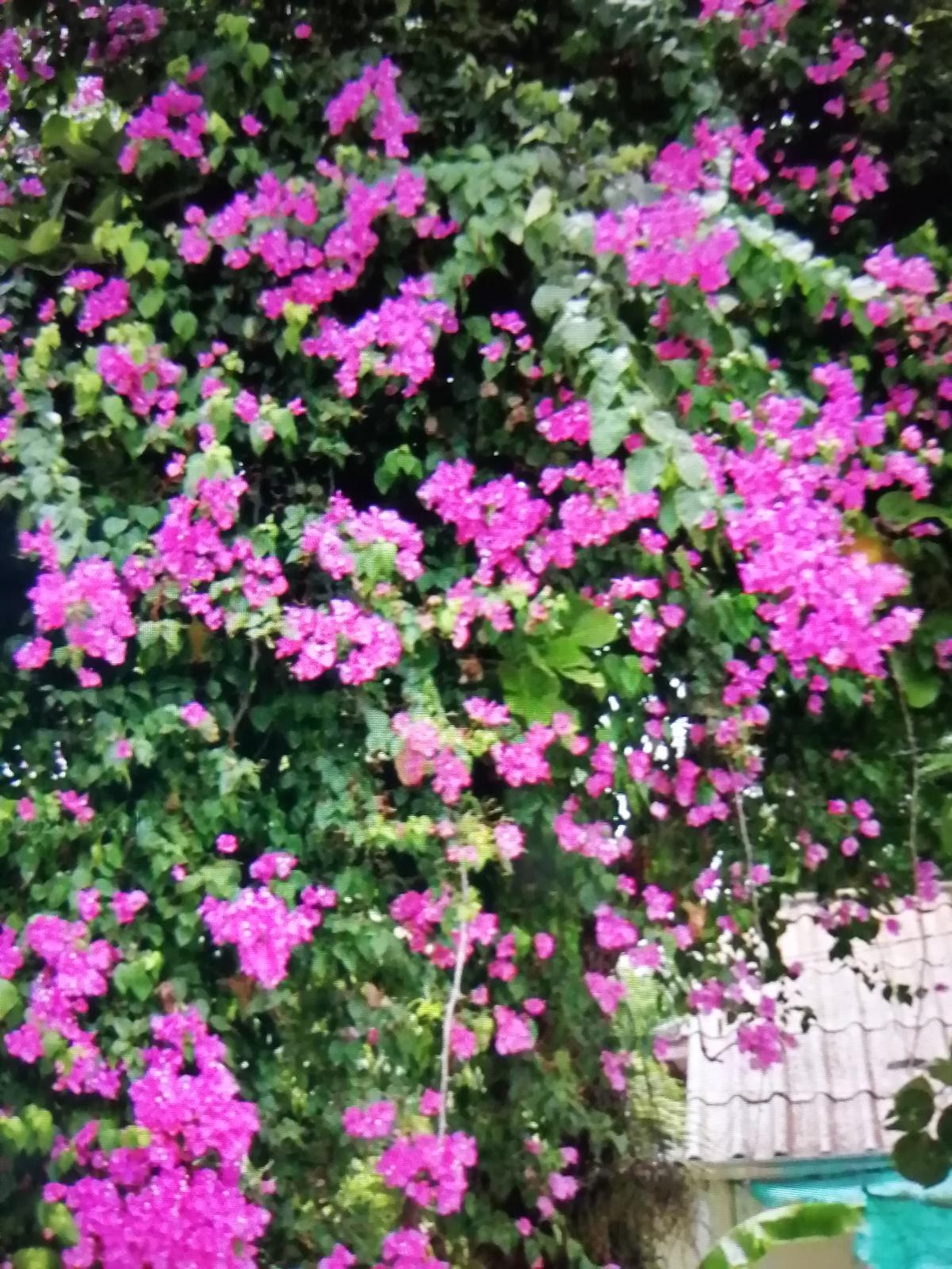 濃いピンクのブーゲンビリア このブーゲンビリアの花は 道端に植えられている公共のアイテムです Pairinsakeが投稿したフォトブック Sharee