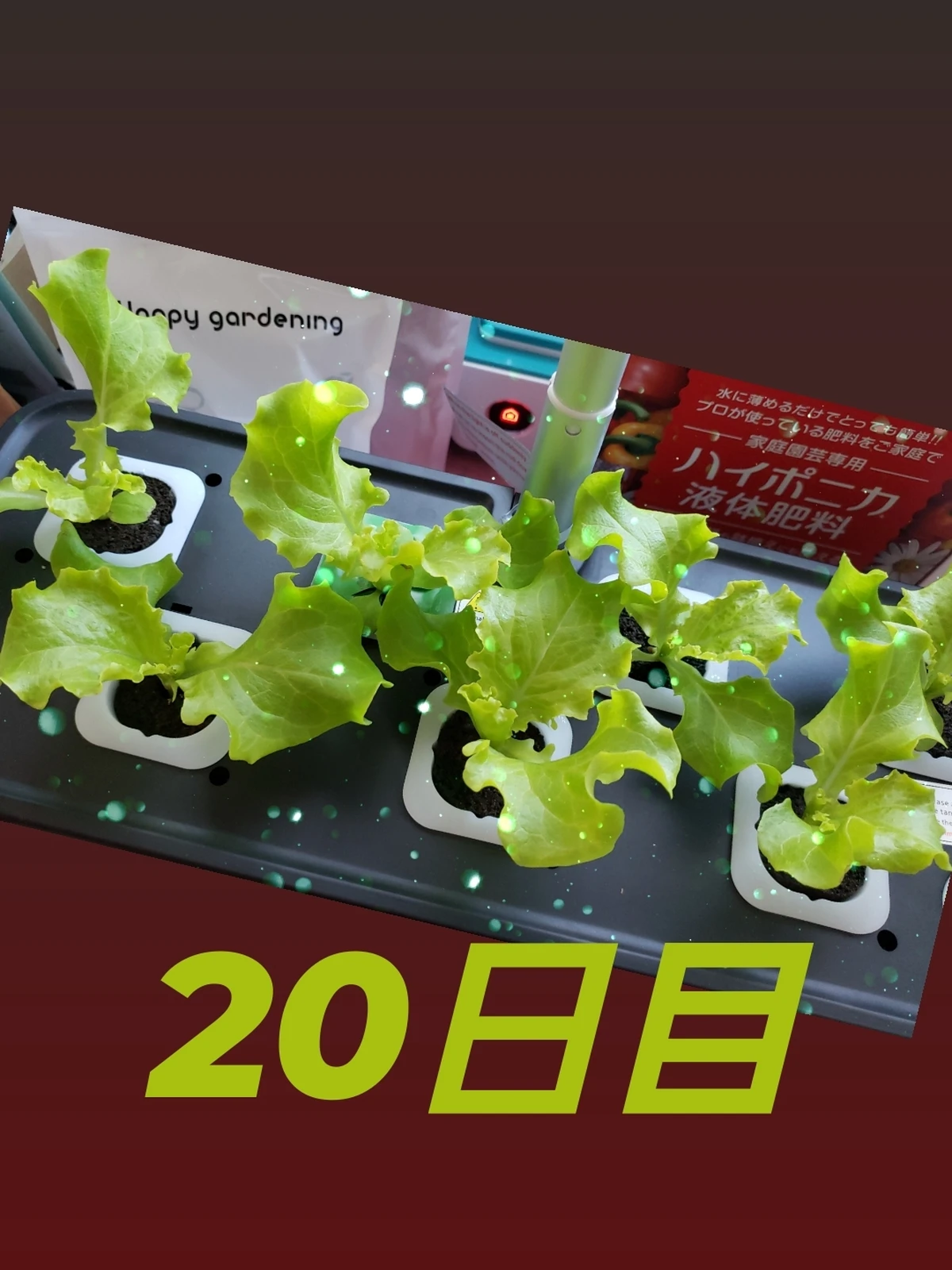 リーフレタス日目 Mksan4718が投稿したフォトブック Lemon8