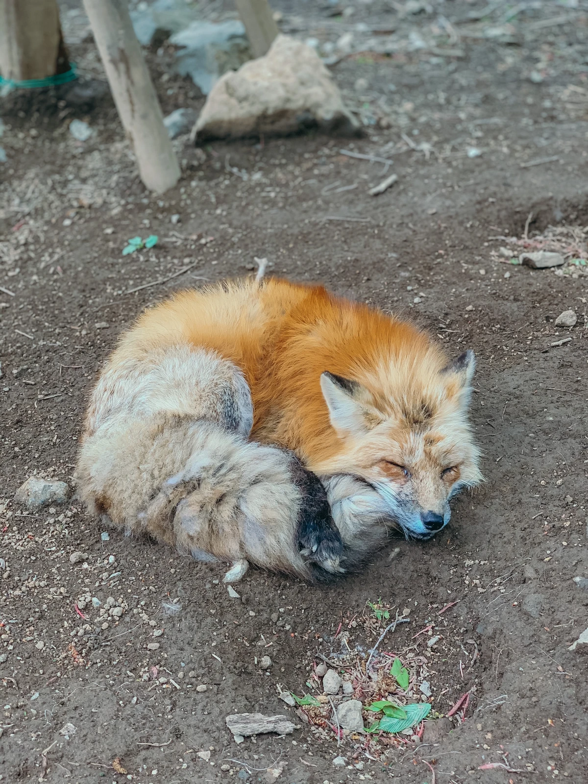 国内唯一のキツネの放し飼い動物園 Niaが投稿したフォトブック Lemon8