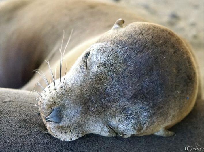 旅先でであったゆかいな動物たち ガラパゴス諸島のアザラシ赤ちゃん 絶景大陸が投稿した記事 Sharee