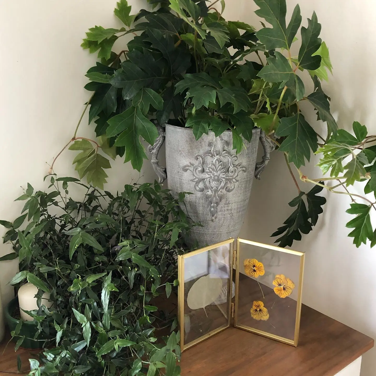 つる性が魅力 エレンダニカ M Gardenが投稿したフォトブック Lemon8