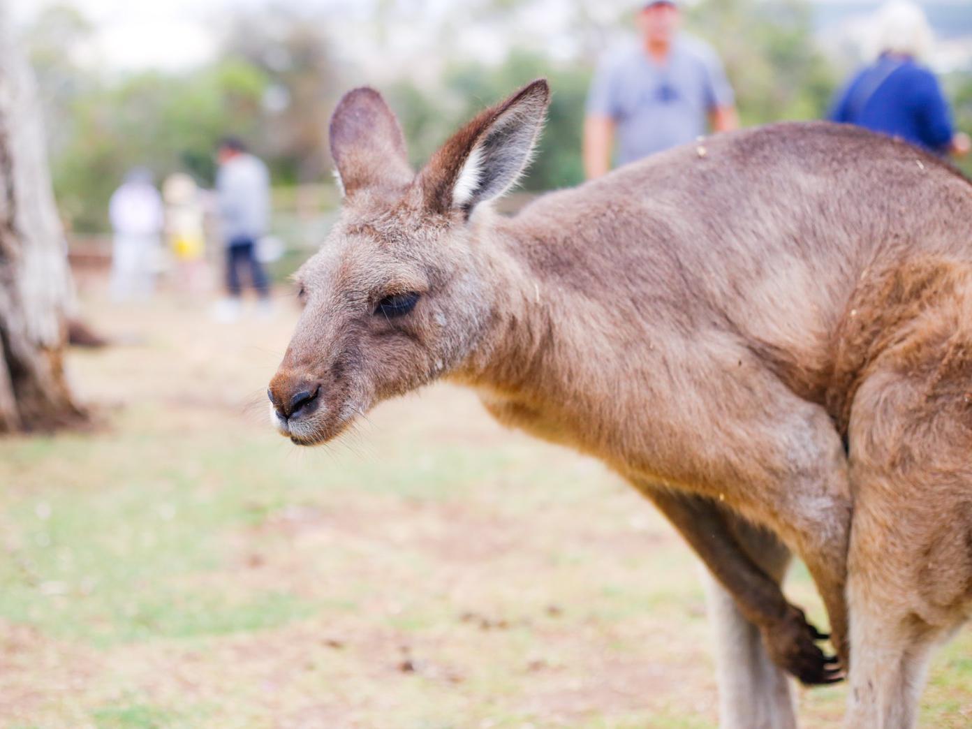 可愛い動物がたくさん オーストラリアの タスマニア が天国みたいなところだった Mayuuが投稿した記事 Sharee