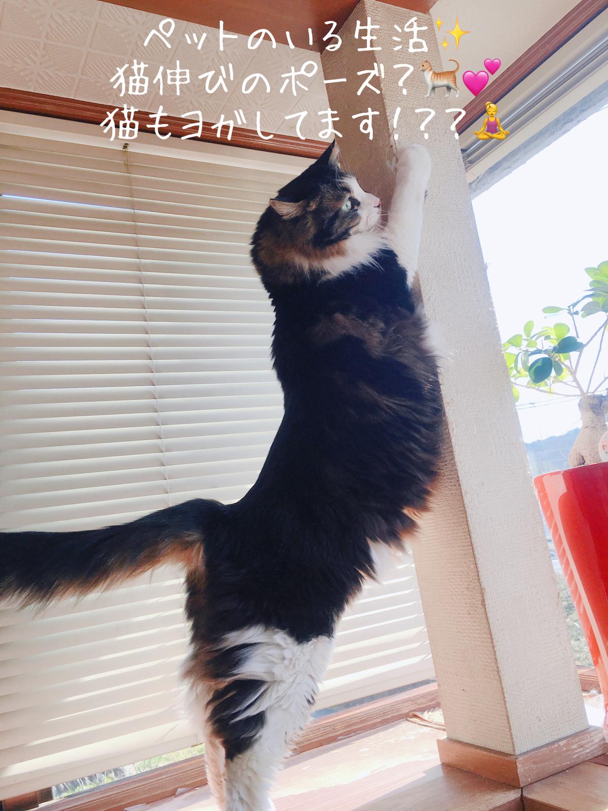 ヨガの猫伸びのポーズ Kotomi Yogaが投稿したフォトブック Sharee