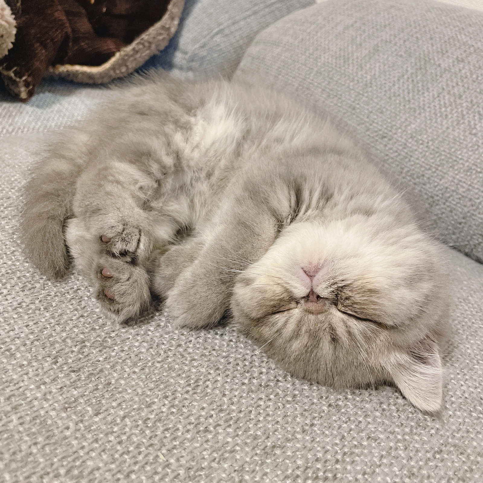 猫はソファで丸くなる ななこねこ日記が投稿したフォトブック Lemon8