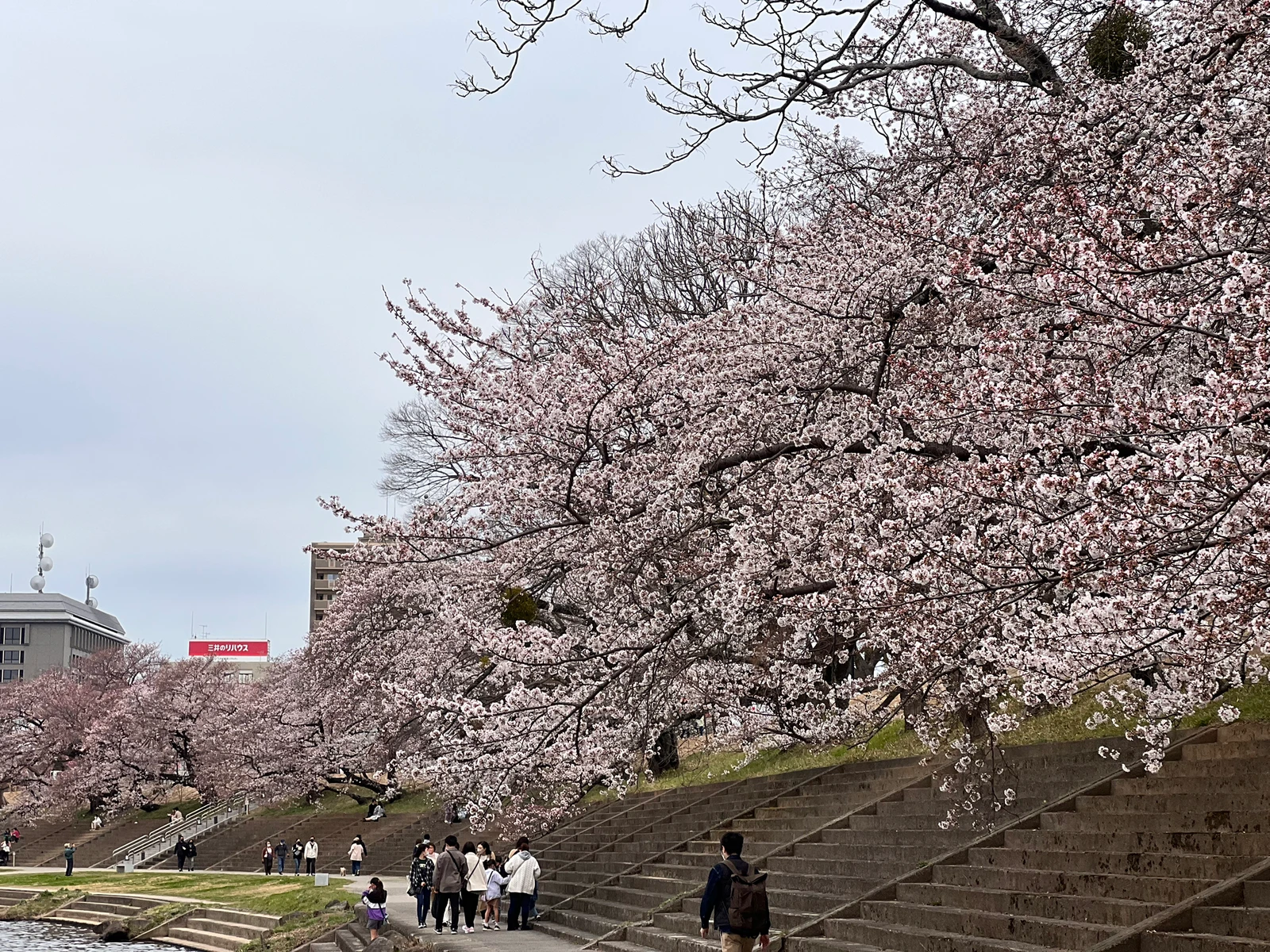 岡崎公園 ジャンボ花見団子 イオンモール岡崎 Cha しゅんが投稿したフォトブック Lemon8