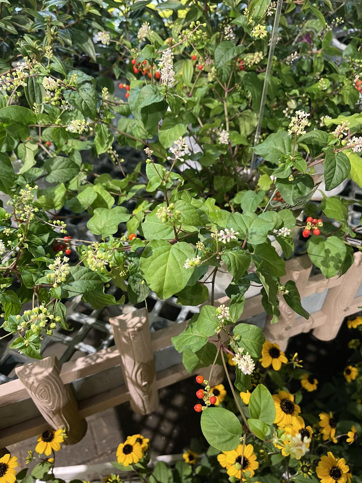 数珠珊瑚 きよちゃん2が投稿したフォトブック Lemon8