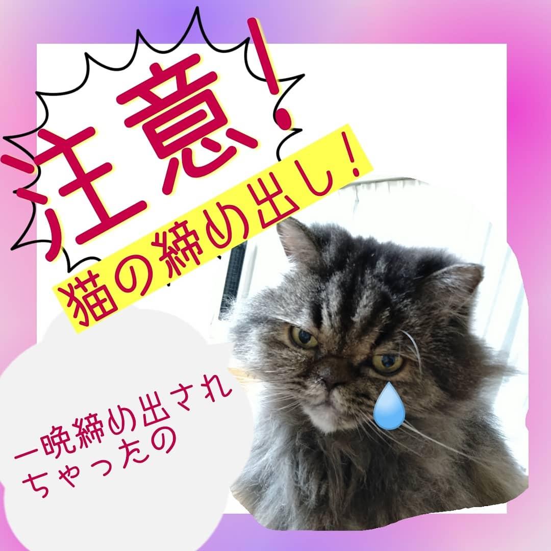 御注意 猫の締め出し 東蓉子が投稿したフォトブック Lemon8