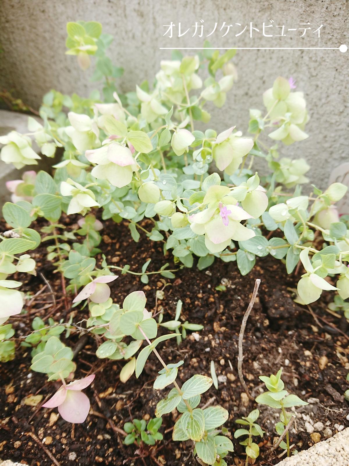 オレガノケントビューティドライ中 Fevrierが投稿したフォトブック Sharee